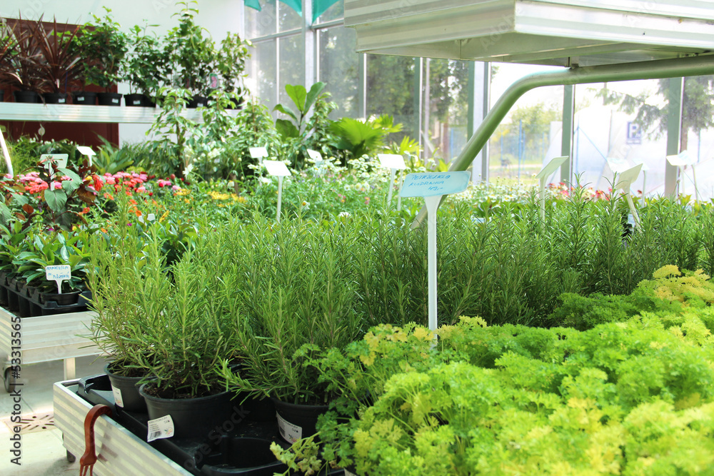 Mix of herbs in the pot