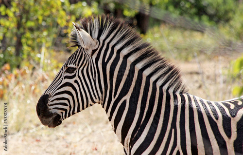 Zebra in Kruger National Park  South Africa