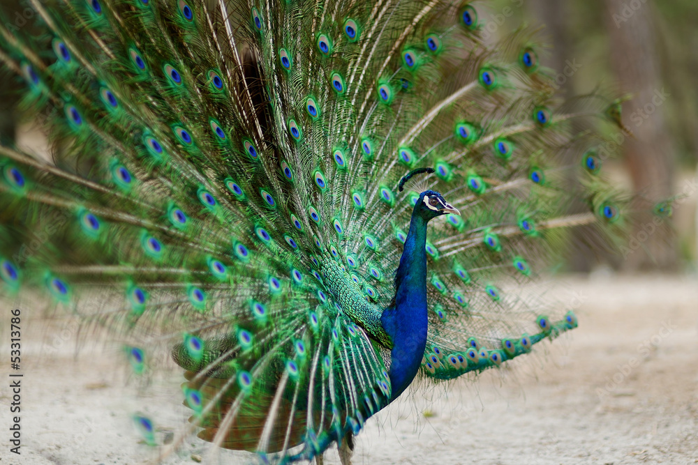 Obraz premium A peacock displaying his plumage