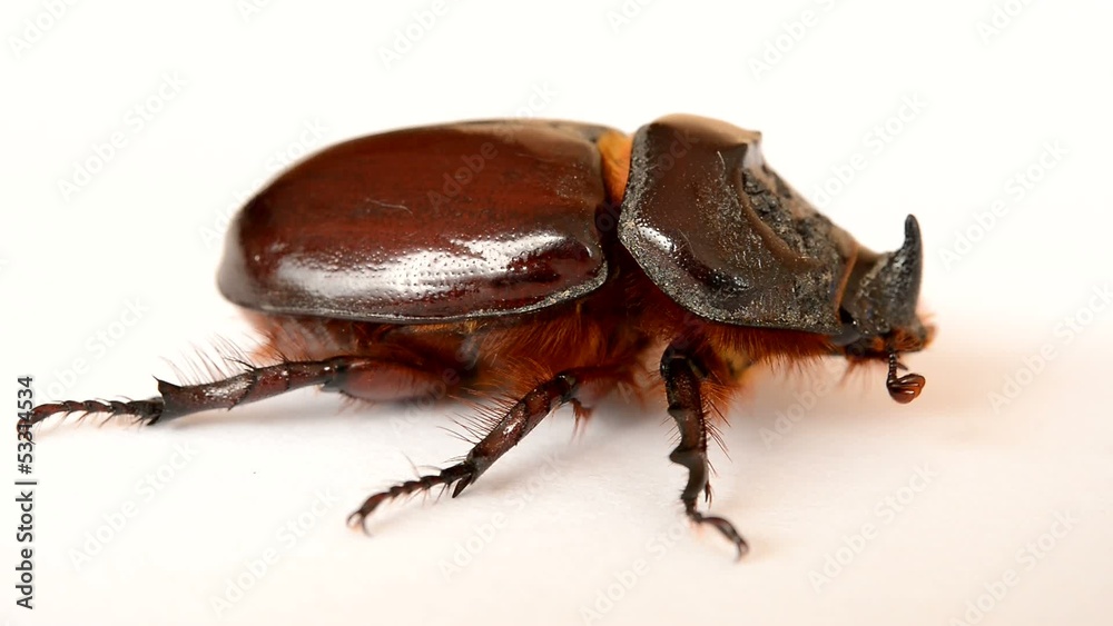 nasicornis insecte