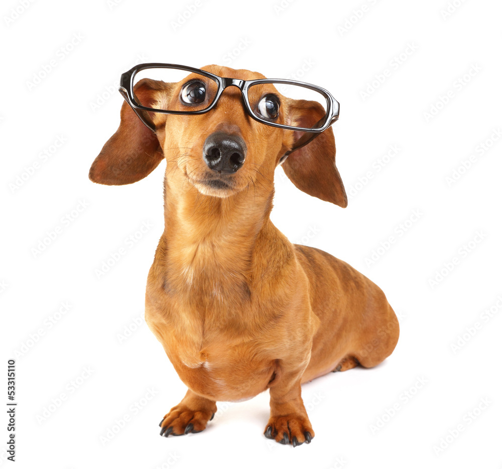Dachshund dog with glasses