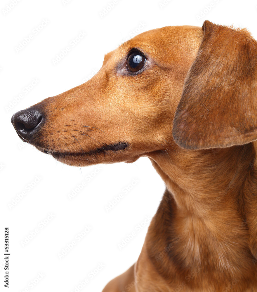 Dachshund dog