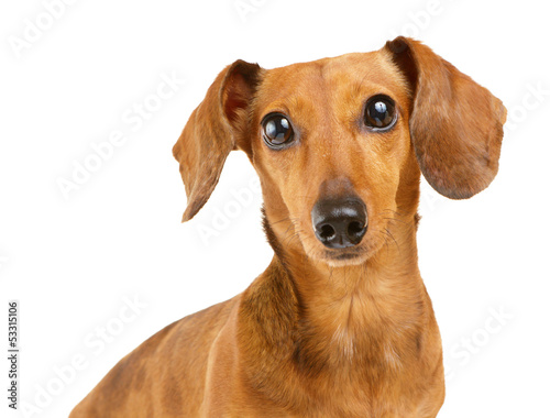 Dachshund dog portrait