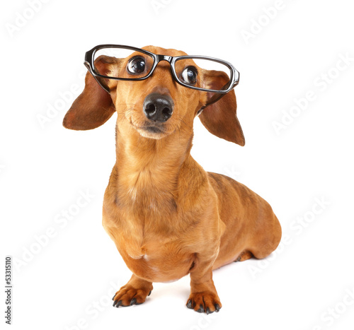 Dachshund dog with glasses photo