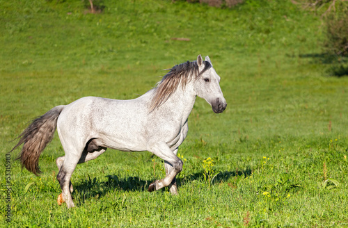 Gray Arab horse gallops on a green meadow