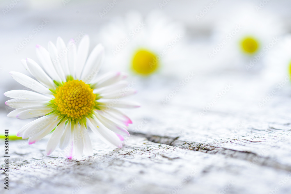 Fototapeta premium Flower Background 2