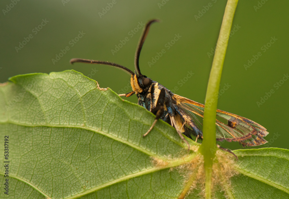 Naklejka premium Synanthedon spheciformis