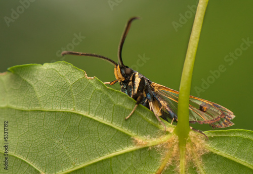 Synanthedon spheciformis photo