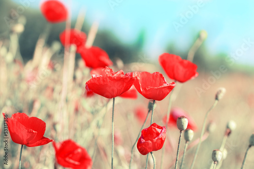 Fototapeta Naklejka Na Ścianę i Meble -  Summer day in  meadow full of blooming poppies