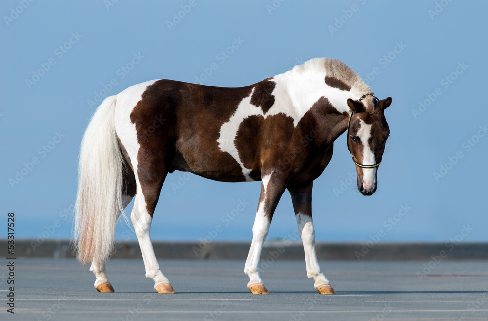 Obraz premium Shetland pony - confirmation.