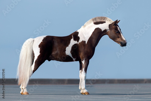 Fototapeta Shetland pony - confirmation.