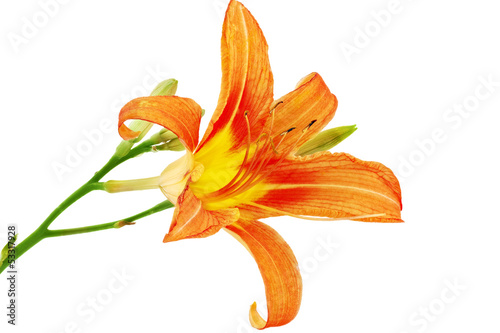 Fototapeta Naklejka Na Ścianę i Meble -  Tiger(striped) lilies on white background. Isolated