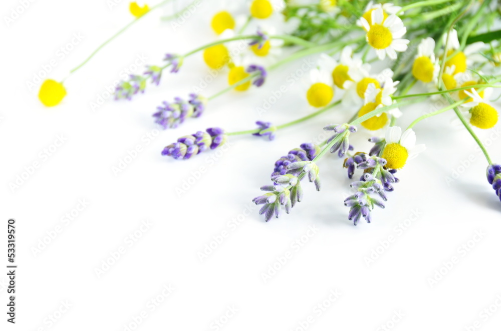 Fototapeta premium lavender and chamomile