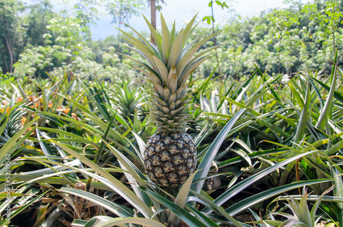 Pineapple garden