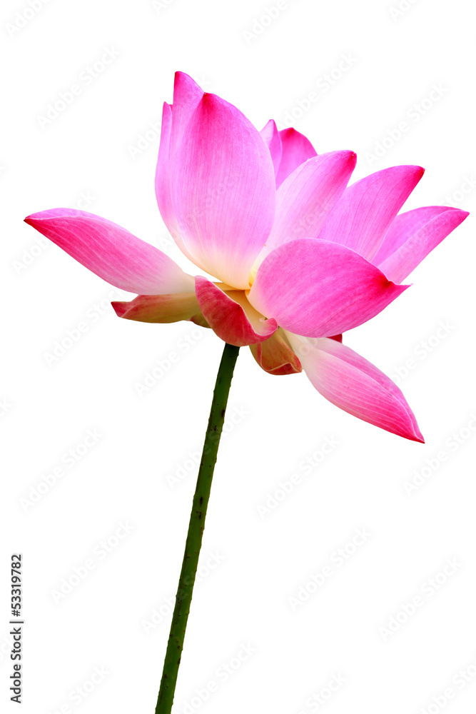 Pink water lily flower (lotus) and white background