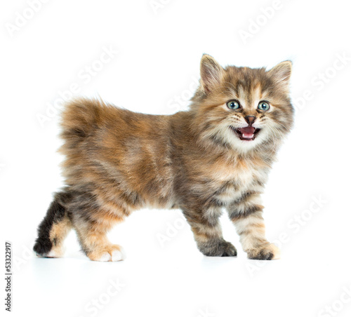 Kuril bobtail tortoiseshell coat coloring kitten isolated on whi