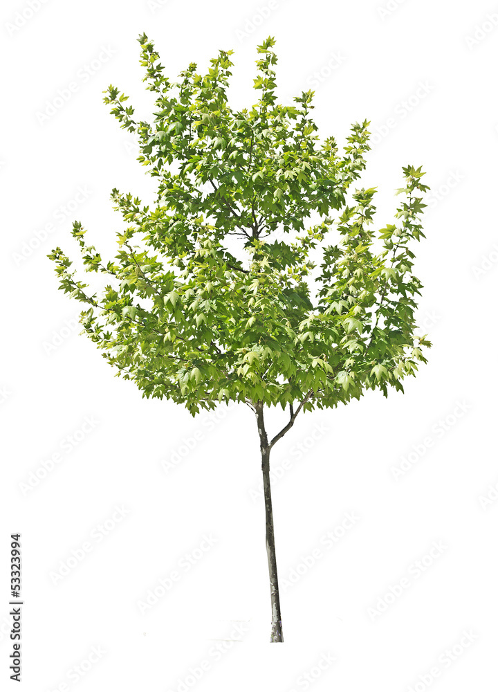 Naklejka premium Tree on white background