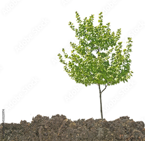 Tree in soil