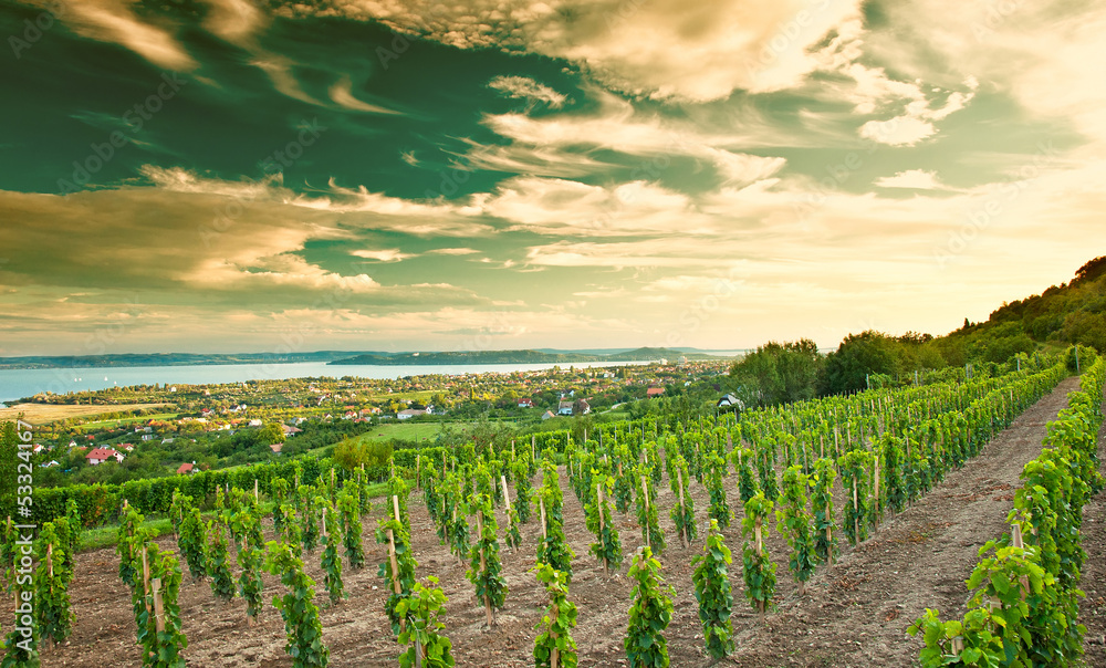 Nice vineyard in Hungary