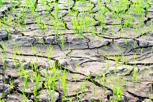 new life on the dry soil cracks