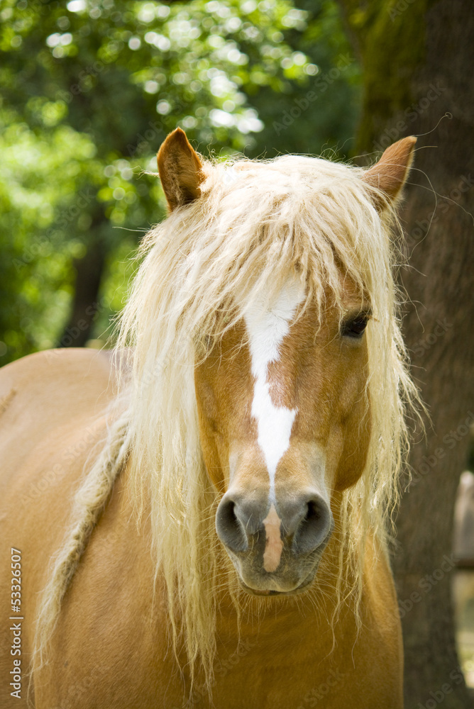 Fototapeta premium horse with a blonde mane