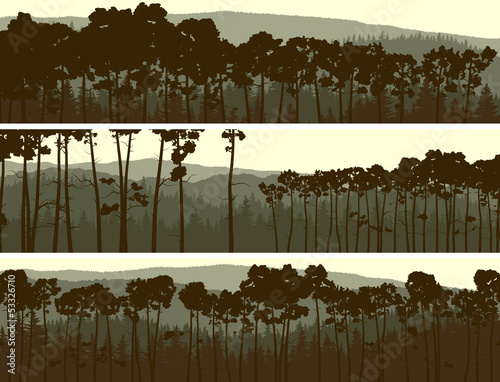 Horizontal banners of coniferous pinewood.