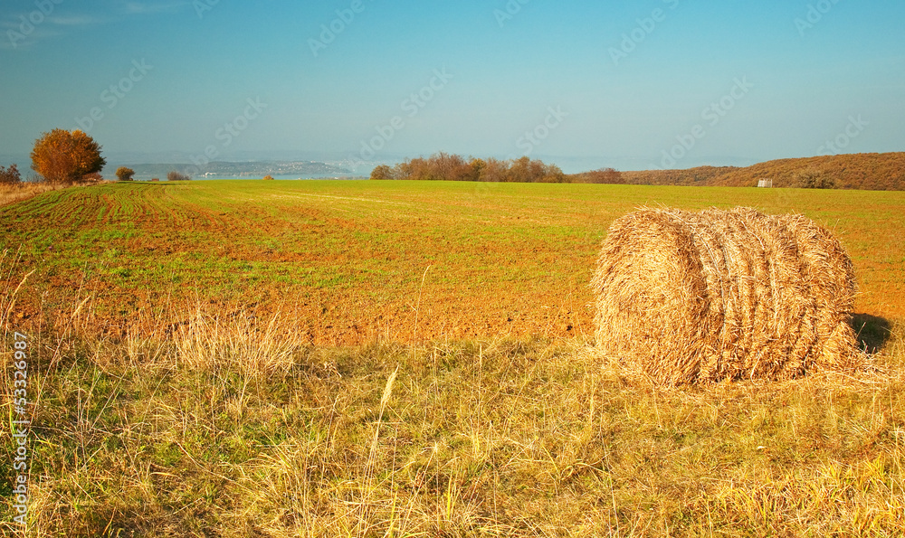 Fototapeta premium Field with trees in autumn