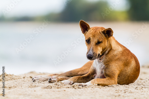 Thai dog on the beach