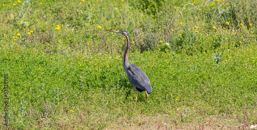 Great Grey Heron  Ardea cinerea 