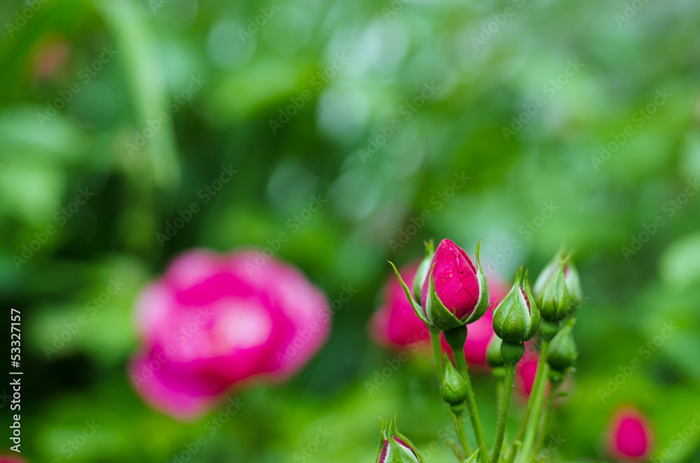 Fototapeta premium Rosenknospen