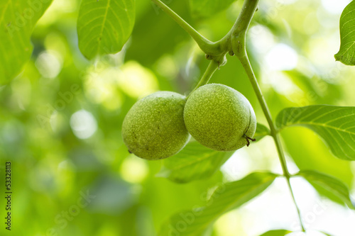 Wallpaper Mural Green walnuts Torontodigital.ca