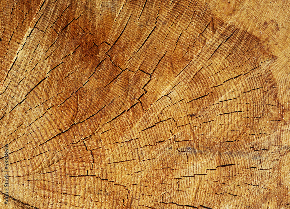 Fototapeta premium wood texture