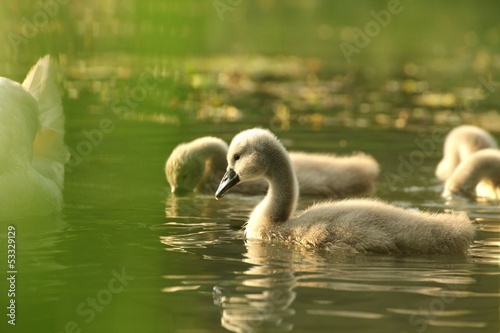 Fototapeta Naklejka Na Ścianę i Meble -  Family of young swans resting on the edge of the forest pond