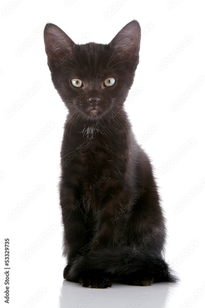 The black kitten.