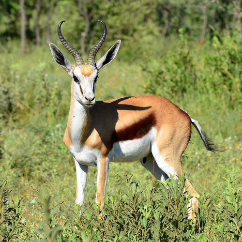 Fototapeta Naklejka Na Ścianę i Meble -  springbok antelope