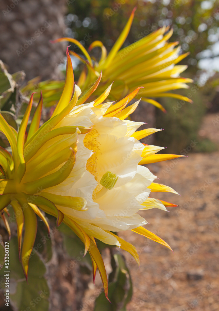 Obraz premium flowering cactus