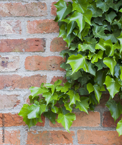 Ivy growing on a brick wall