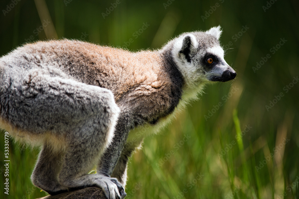 Fototapeta premium Ring Tailed Lemur