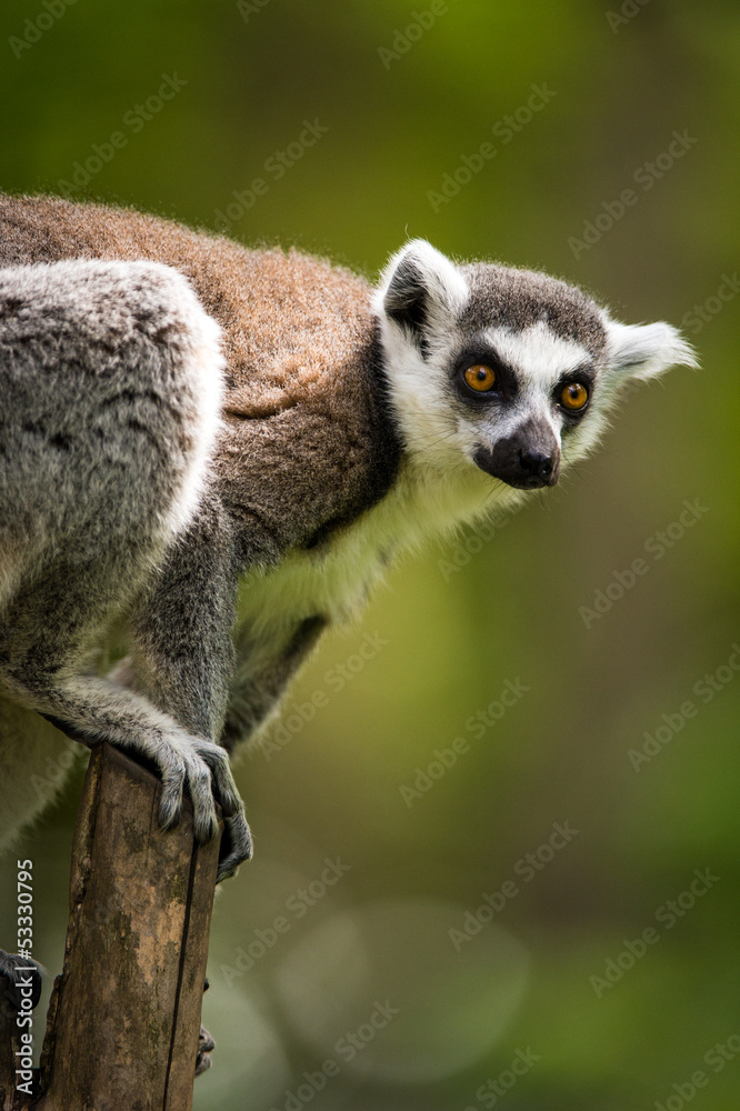 Fototapeta premium Ring Tailed Lemur