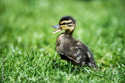 Duckling