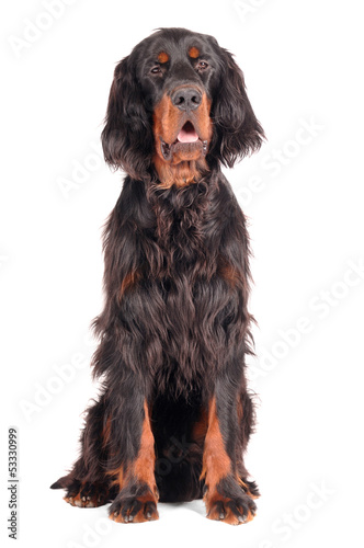 Fotografia Gordon Setter sitzend