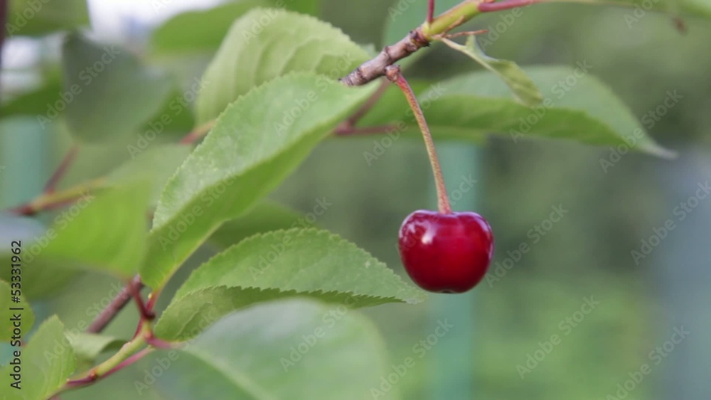 Try me I am ripe Try me I am ripe