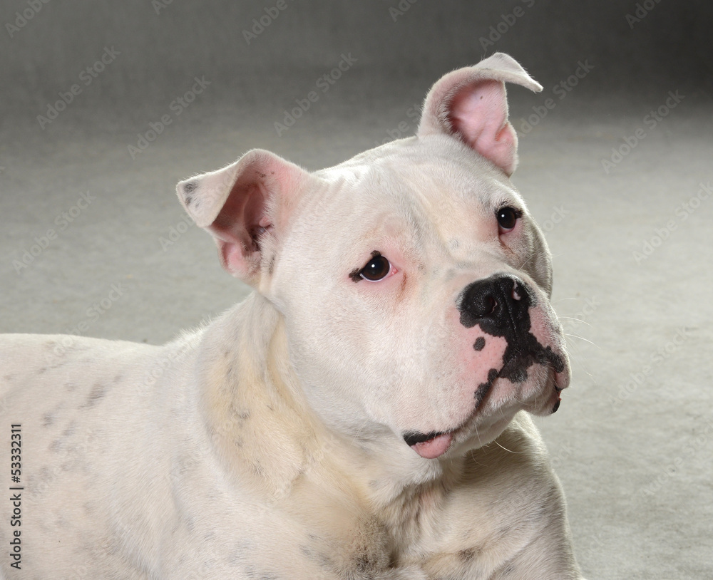 Obraz premium dog