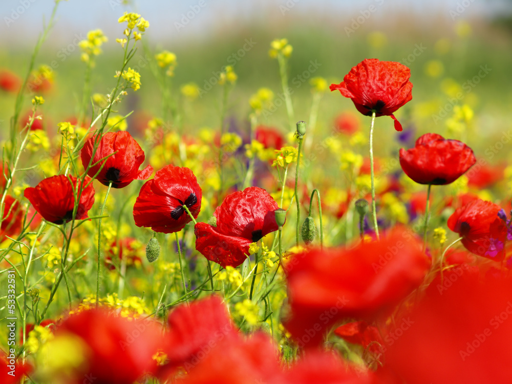 Obraz premium Summer wildflowers