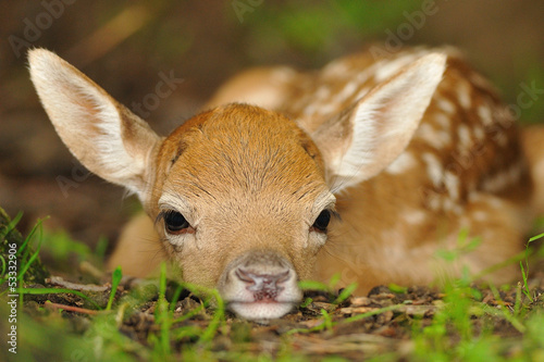 Quadro em tela Just born young fallow deer