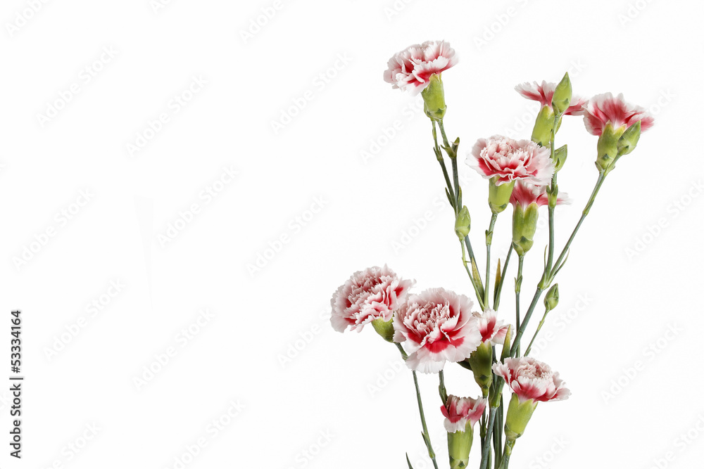 Red and white carnation flower isolated on white background Red and white carnation flower isolated on white background