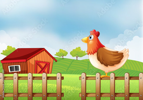 A hen at the field with a barnhouse