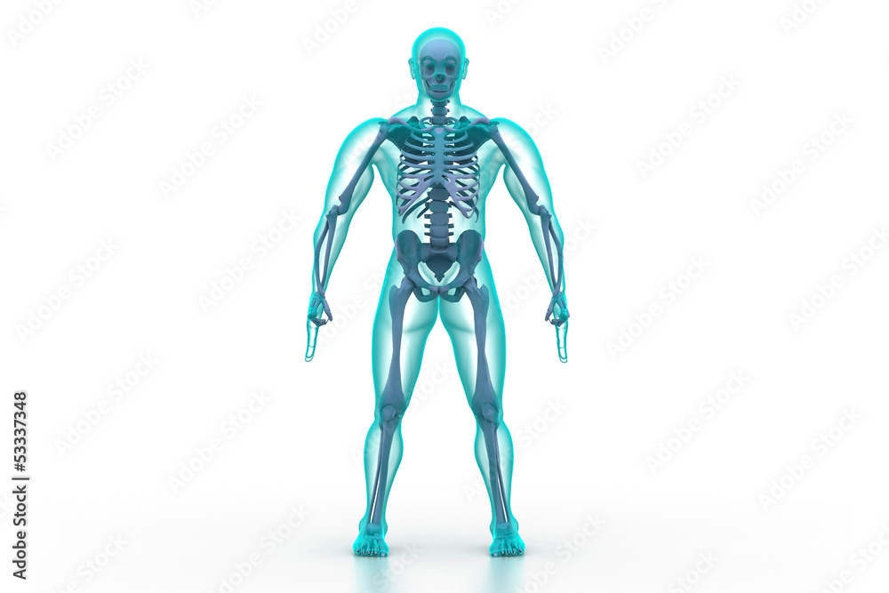 X-ray illustration of human body and skeleton. X-ray illustration of human body and skeleton.