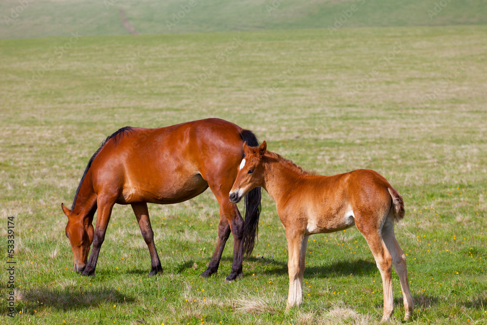 Fototapeta premium Horse with a foal are grazed on a mountain pasture