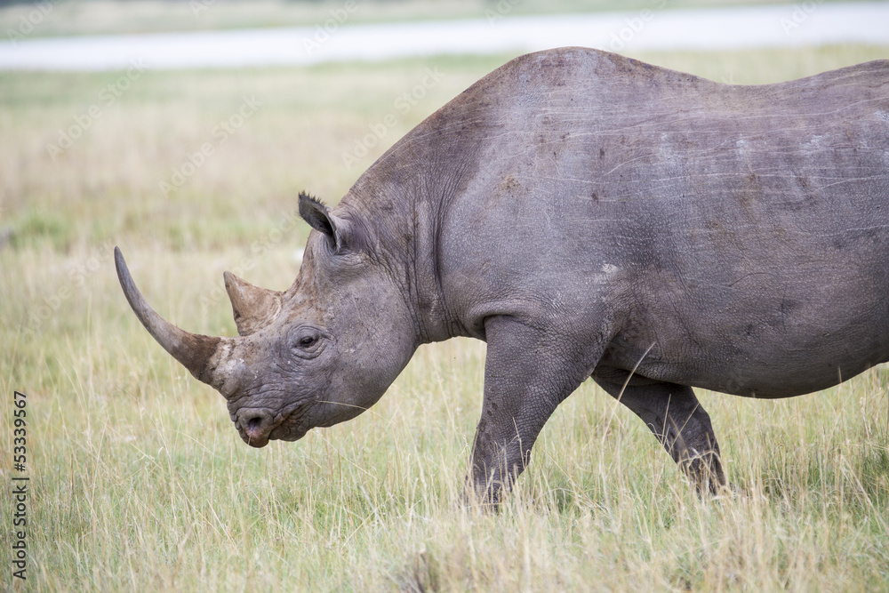 Black Rhino walking Black Rhino walking